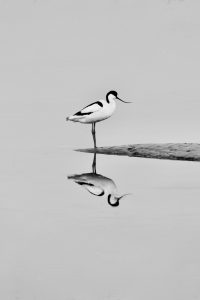 A black and white photograph of an avocet bird showing it's reflection in a body of water