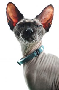 A portrait of a hairless cat with a blue collar