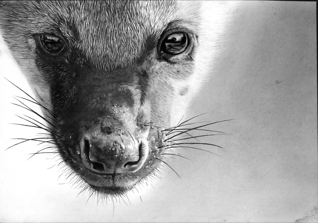 A realistic portrait drawing of a hyena's face in greyscale. It's head coming in from the top of image. Nose pointing down. 